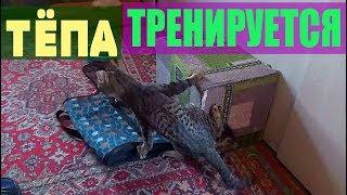 Тёпа тренируется! ◆ ВИДЕООТЧЕТ 25.10.18