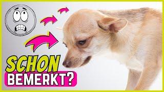 Dinge, die deinem Hund Angst machen ohne, dass du es bemerkst