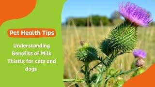 How Milk Thistle Benefits Your Pet's Health