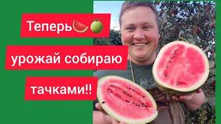 Выбрал эти сорта и не прогадал! Сладкие как МЁД!!!!