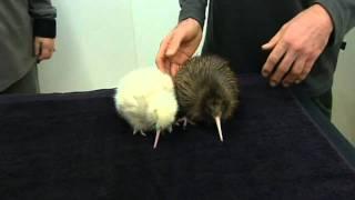 Rare white kiwi chick hatches