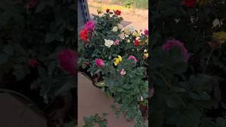 mother plant combo offer # #rosecaring #gardening #rose #flowergardening #garden # #rosegardening