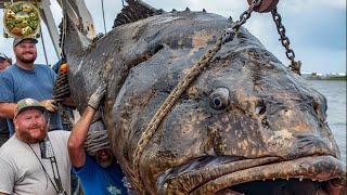 Giant Grouper farm and giant grouper harvesting and processing process | Processing Factory