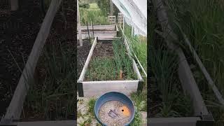 the old greenhouse
