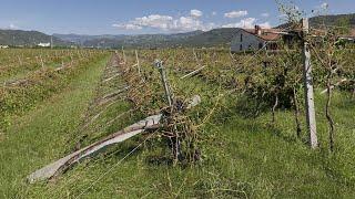 Danni dell'alluvione all'agricoltura