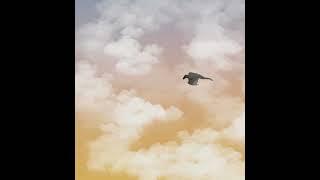 Flying through the clouds | Dragon animation