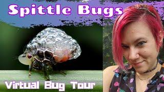 Spittle Bug Spit!