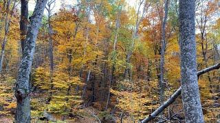 Крым сегодня.ОСЕНЬ в сказочном лесу. Таинственный каньон.