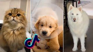 Funny TikTok Pets Compilation ️️