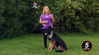 Wags and Whiskers: Training TIps