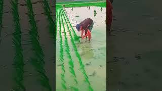 wow fastest #farming #farming101 #agriculture #fishing #rice