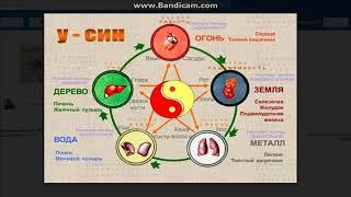 О чем нам говорит наш организм.  Теория У-СИН