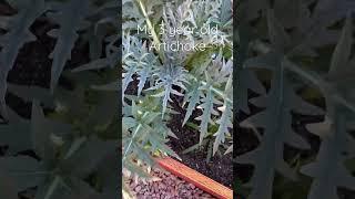 This 5AM … greeting my 3 year old artichoke #Arizona
