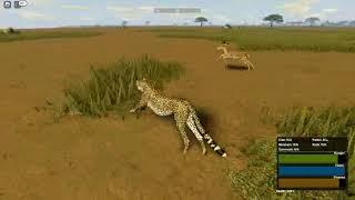 Cheetah hunting impala ( wild savanna )