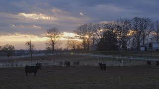 BQA for All Cattlemen