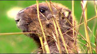 Сурок байбак. Где и как живут сурки #фотоохота || groundhogs