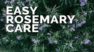 Growing Rosemary is SO Easy, You'll Have to Try To Kill It