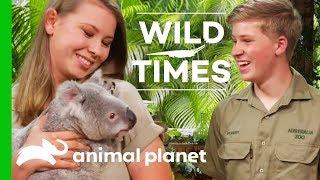 Meet Dexter The Cuddly Koala! | Wild Times