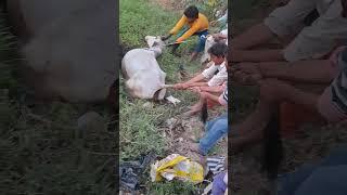 Gau Mata Ki Jaan Bachaye #shorts #ssrloveguru