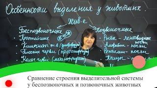 Сравнение строения выделительной системы у беспозвоночных и позвоночных животных. 7 класс.