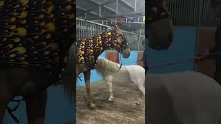 What is going on with this horse 550