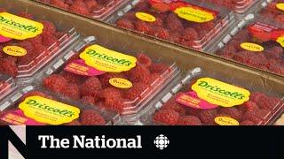 Extreme weather has berry producers exploring growing in Canada