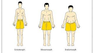 Какие типы телосложения бывают у людей?