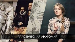 ПЛАСТИЧЕСКАЯ АНАТОМИЯ