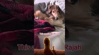 Rajah thinks he owns everything in the house. #lassie #dog #fyp #fypシ #nmtrue
