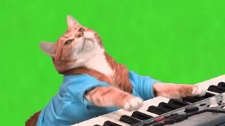 Make Your Own Keyboard Cat - Green Screen