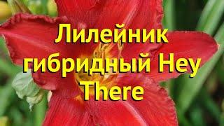 Лилейник гибридный Хей зе. Краткий обзор, описание характеристик hemerocallis Hey There