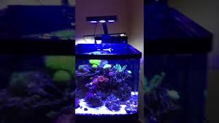 Coral Growing Light for nano now 70$ Hipargero 30watt led