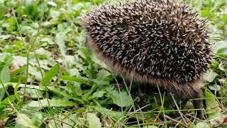 Igel Begegnung / Hedgehog encounter