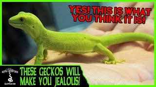 THESE GECKOS WILL MAKE YOU JEALOUS!