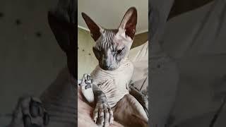 CATS Даша #sphynxfamily #sphynx #animals #enjoy