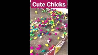 Cute Chicks for kids#cute #cutebaby#chicken #chicks #baby #kidsworld #kidsenjoyment