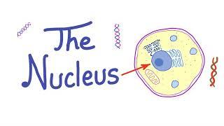 The Cell Nucleus - “the control freak” - Histology, Biology, Anatomy and Physiology