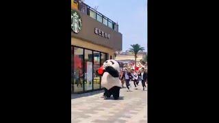 cute panda funny video status  #shorts #panda #cute #funny #video #tiktok #TikTokChina