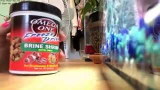 How to feed your fish Freeze Dried Brine Shrimp