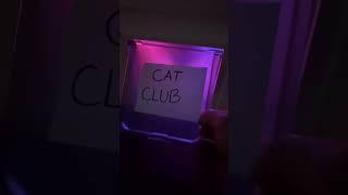 Çat club! #viral #catshorts  #shorts #cats #catclub