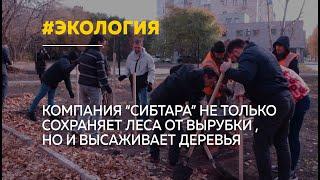 Компания "СибТара" приняли участие в эко акции и высадили деревья в одном из скверов Барнаула