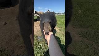 POV you work with animals! #animals #coolanimals #amazinganimals #animalsofyoutube