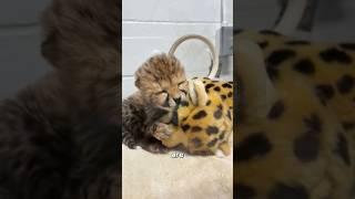 Cheetah #cute #animals