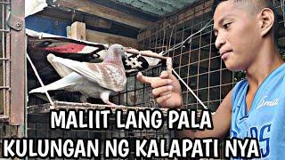 HINDI MABILANG NA PANALO SA KARERA NG KALAPATI!