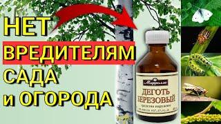 ДЁГОТЬ БЕРЕЗОВЫЙ- эффективное средство от ВРЕДИТЕЛЕЙ огорода и сада. Как применять дёготь в саду.