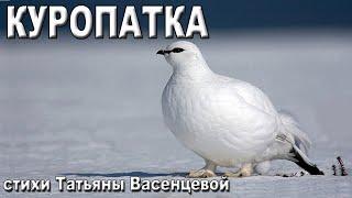 «Куропатка»  - описание и особенности в природе.