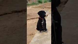 Baby Dog  Barking Sound 19  #shorts #dogsound #dogvoice #puppyvoice #barking