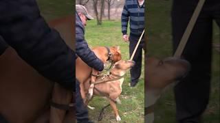 Energetic Pitbulls Gross and Alpha. Meeting in the park.