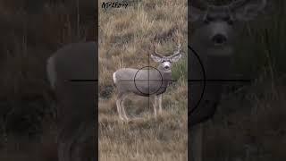 Hunting Swamp Deer | Scope Cam | Sniper Rifle Shot | MrAhery #043