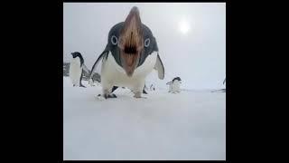 Bungunga magunga #cursed #shorts #youtubeshorts